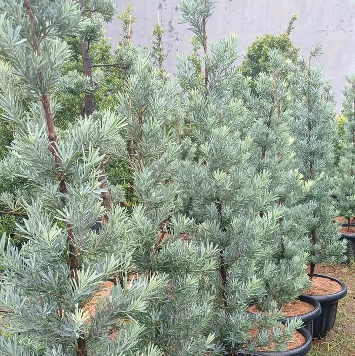 Jual Lohansung Ice Blue | Tanaman Hias Landscape Premium | Benih Muda