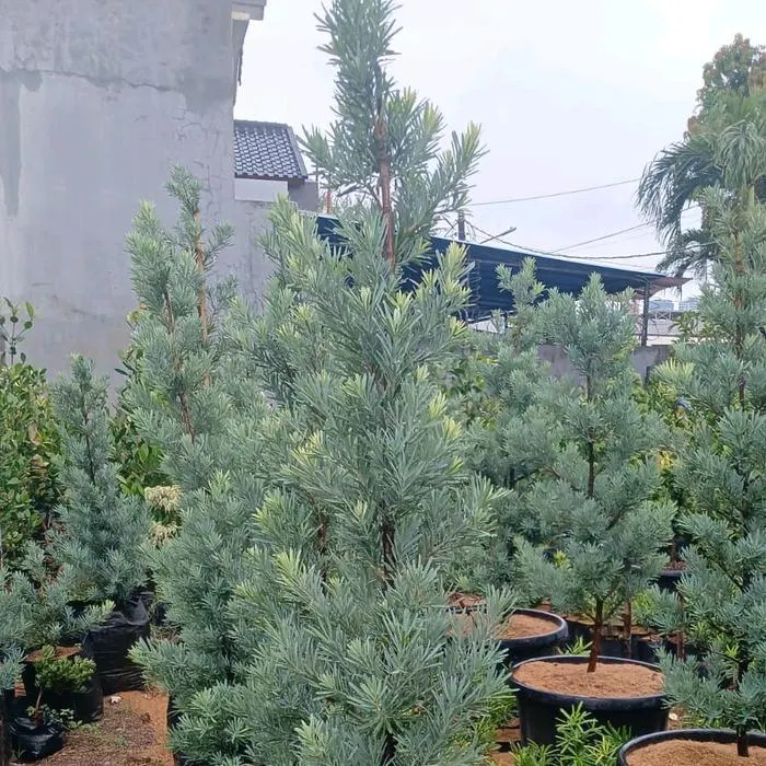 Jual Lohansung Ice Blue | Tanaman Hias Landscape Premium | Benih Muda