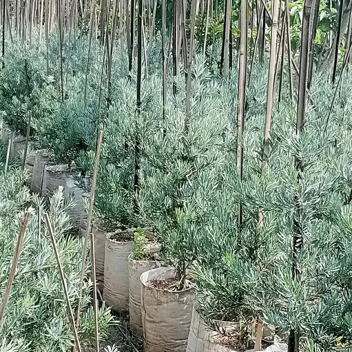 Jual Lohansung Ice Blue | Tanaman Hias Landscape Premium | Benih Muda