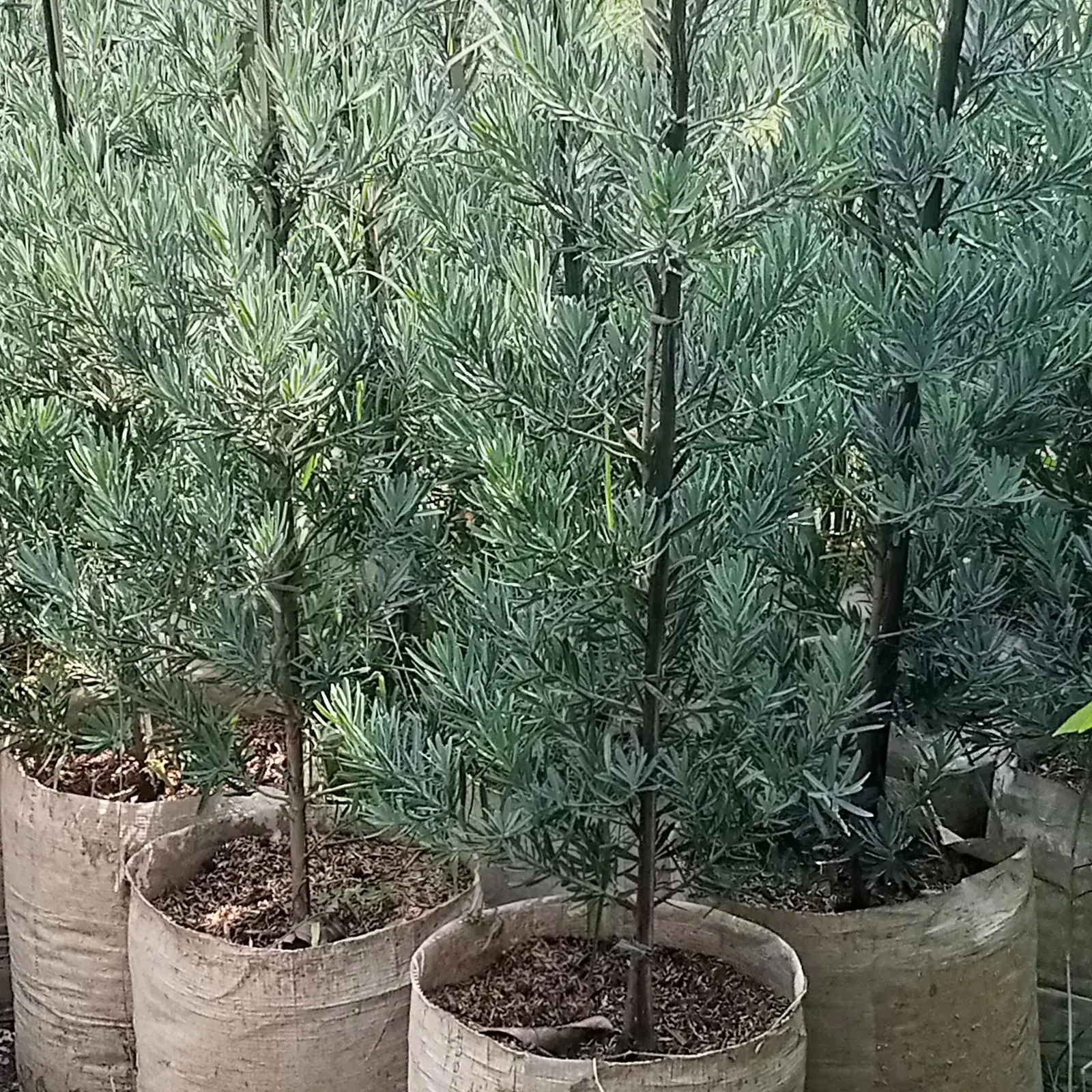 Jual Lohansung Ice Blue | Tanaman Hias Landscape Premium | Benih Muda