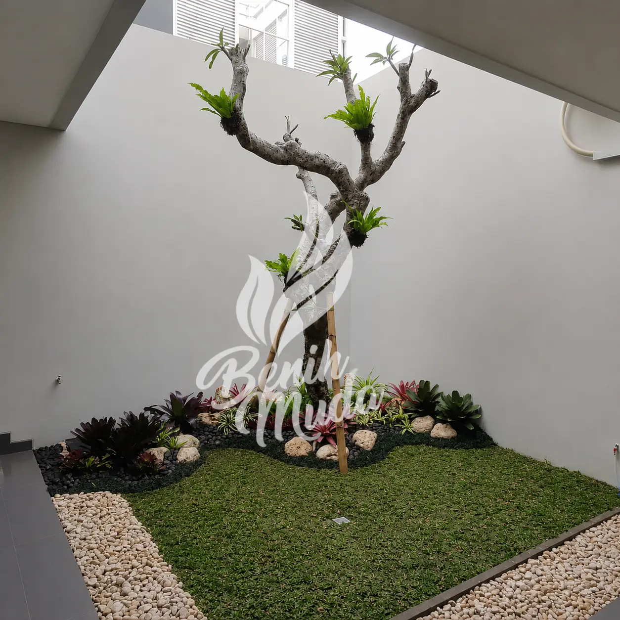 Jual Pohon Kamboja Fosil