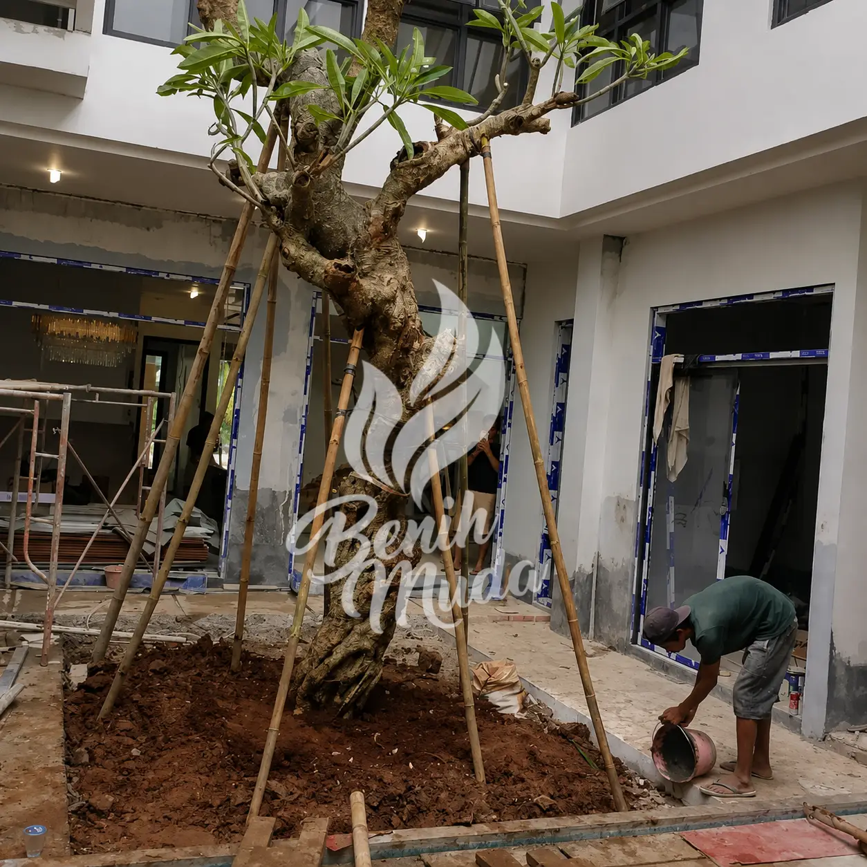Jual Pohon Kamboja Fosil