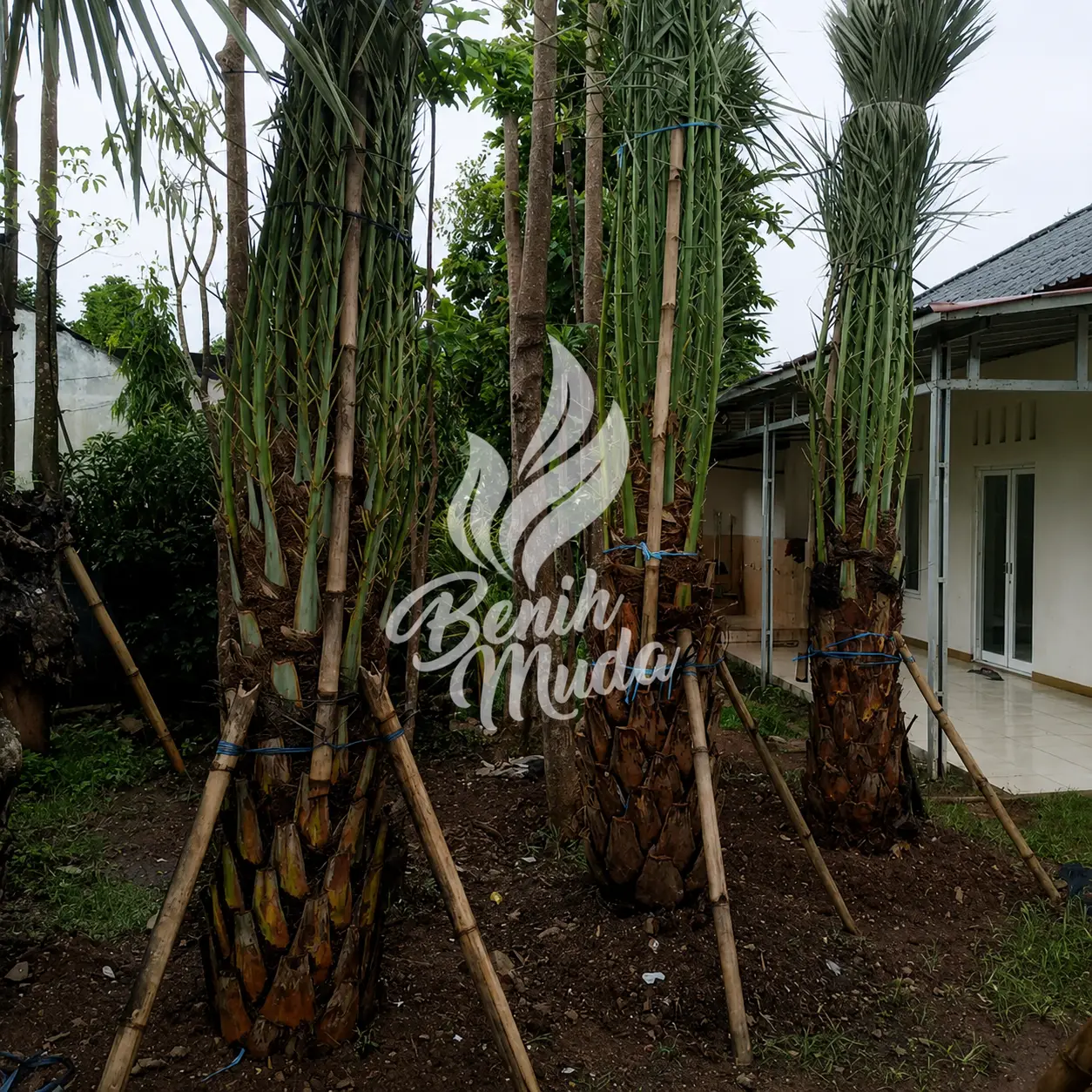 Jual Pohon Kurma Sudah Termasuk Tanam