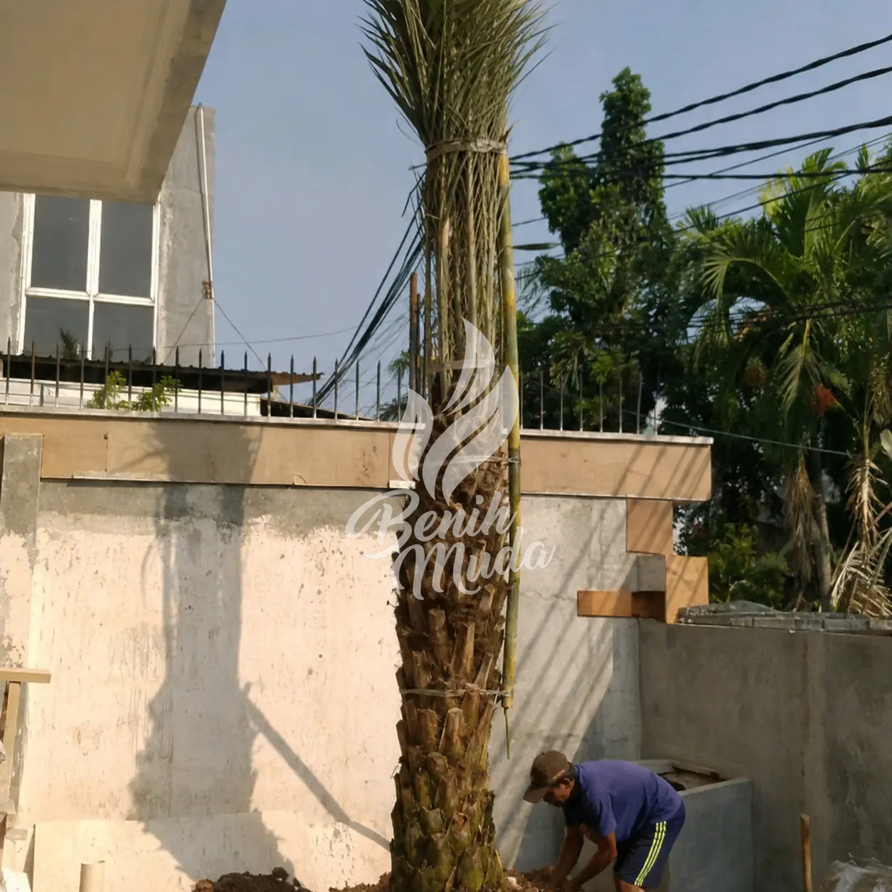 Jual Pohon Kurma Sudah Termasuk Tanam
