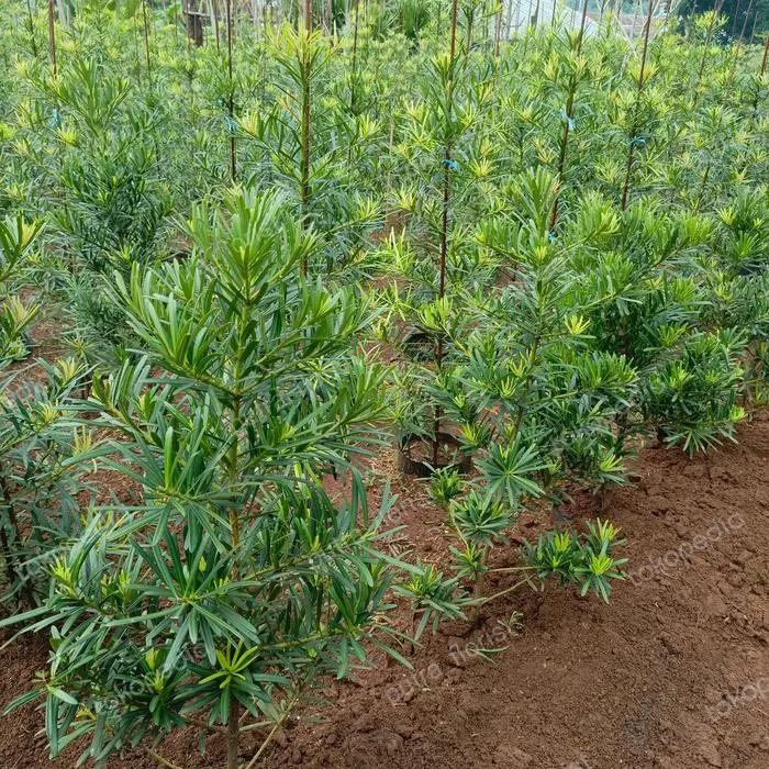 Jual Pohon Lohansung (Podocarpus macrophyllus) | Tanaman Hias Premium | Benih Muda