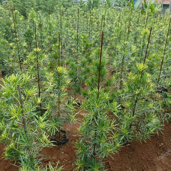Jual Pohon Lohansung (Podocarpus macrophyllus) | Tanaman Hias Premium | Benih Muda