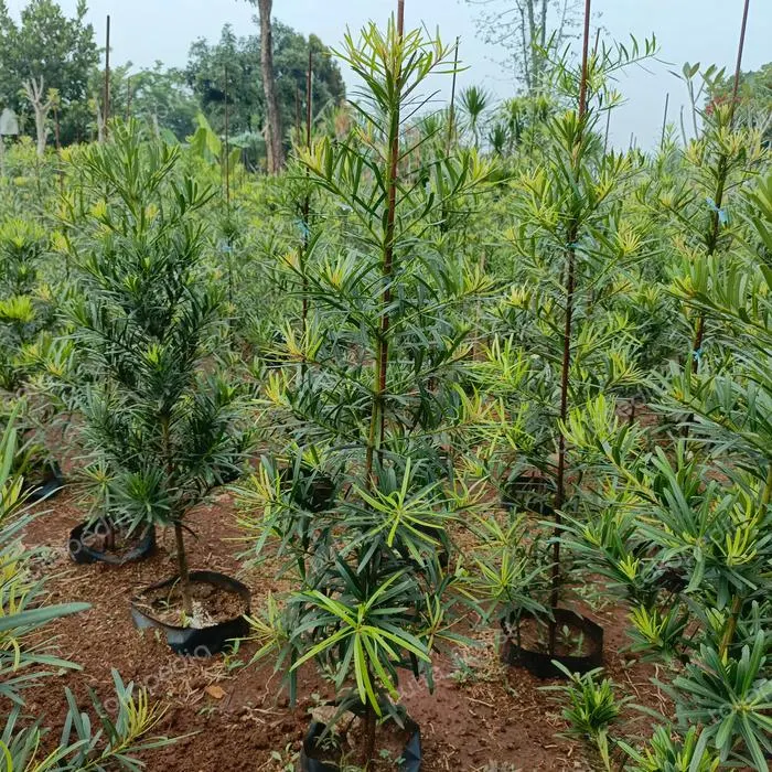 Jual Pohon Lohansung (Podocarpus macrophyllus) | Tanaman Hias Premium | Benih Muda