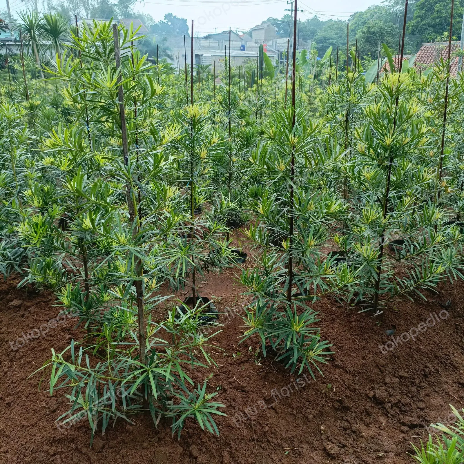 Jual Pohon Lohansung (Podocarpus macrophyllus) | Tanaman Hias Premium | Benih Muda