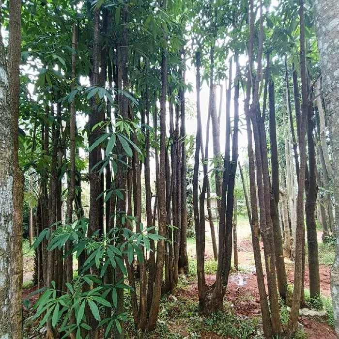 Jual Pohon Pule Eksotis Tinggi 4-7 Meter Berkualitas | BenihMuda