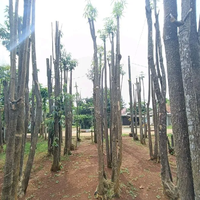 Jual Pohon Pule Eksotis Tinggi 4-7 Meter Berkualitas | BenihMuda