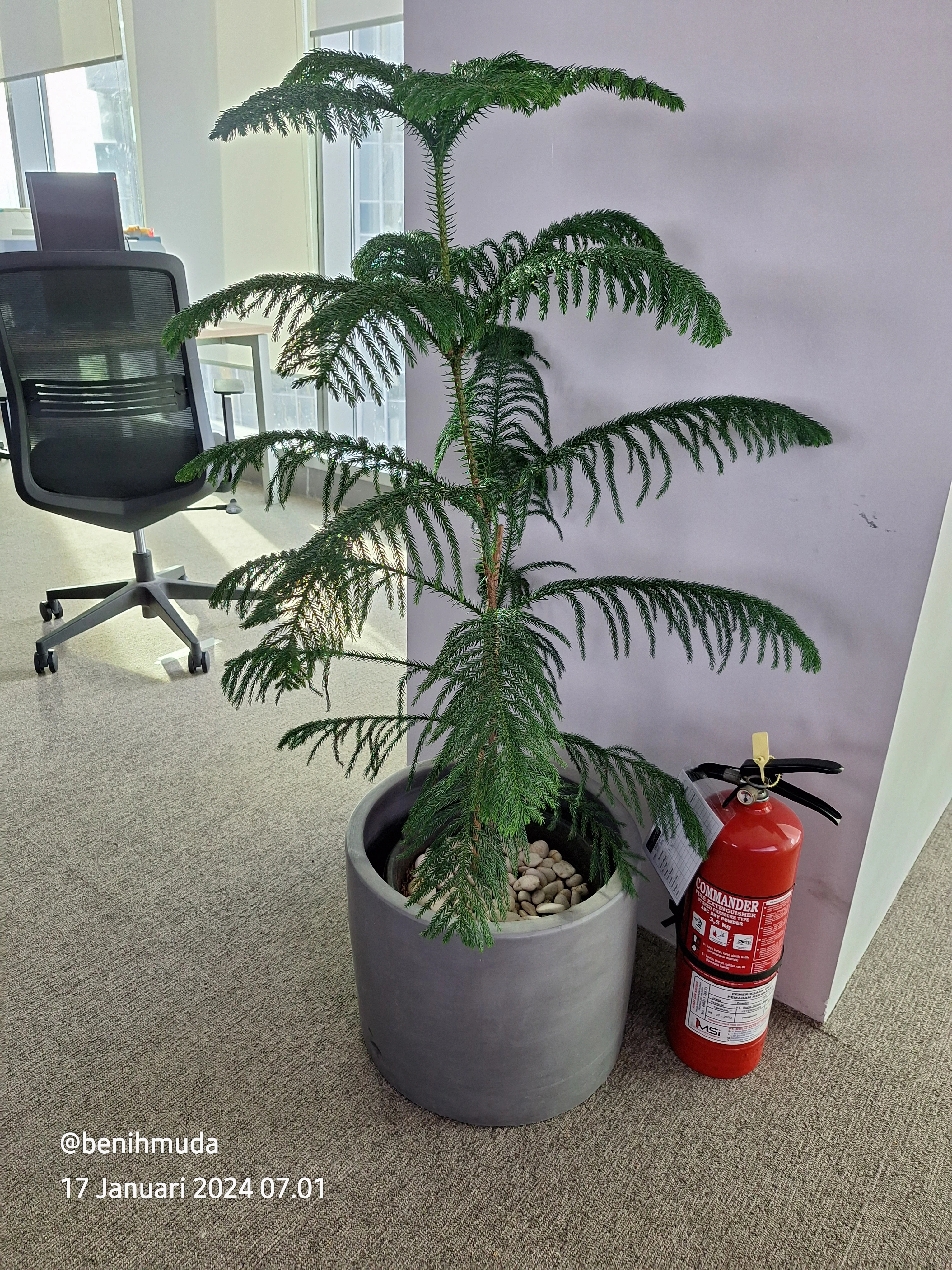 Jasa Rental Tanaman Hias untuk Acara & Perkantoran